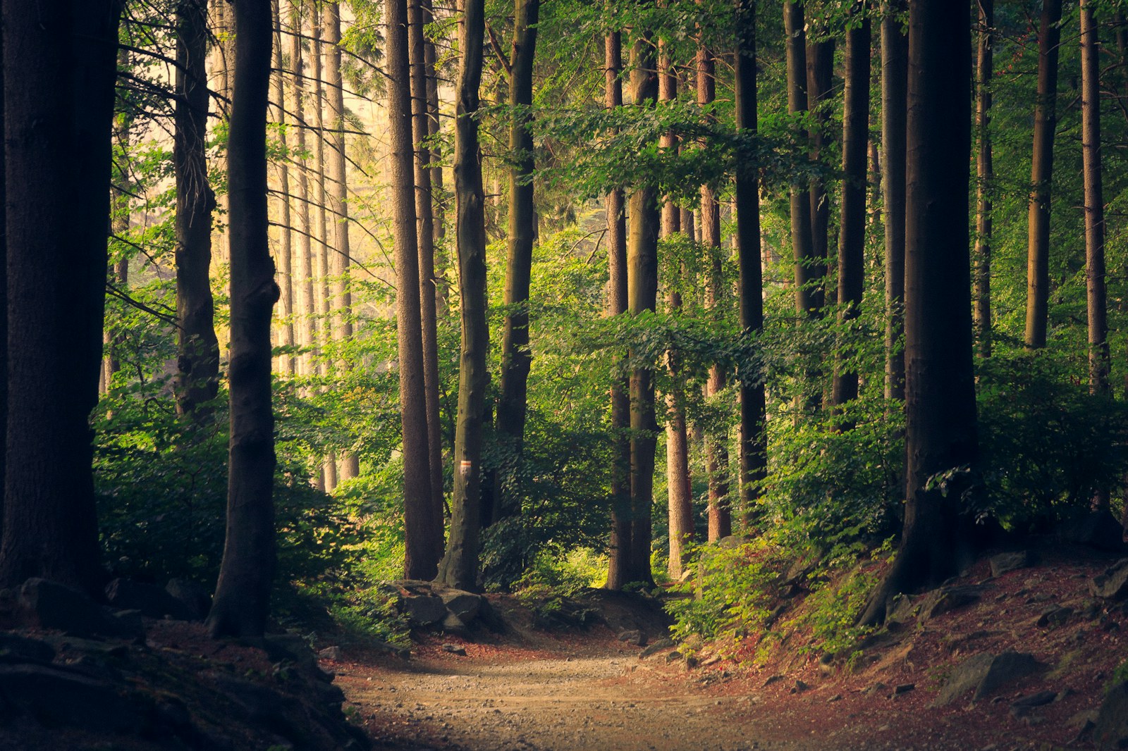 Sunlight reaching the floor of a green forest